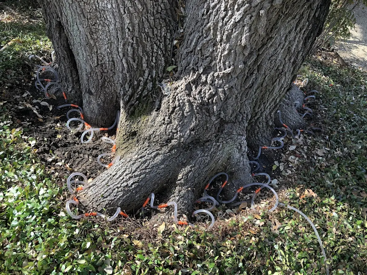 Detailed Tree Cabling and Bracing job site in Harwood