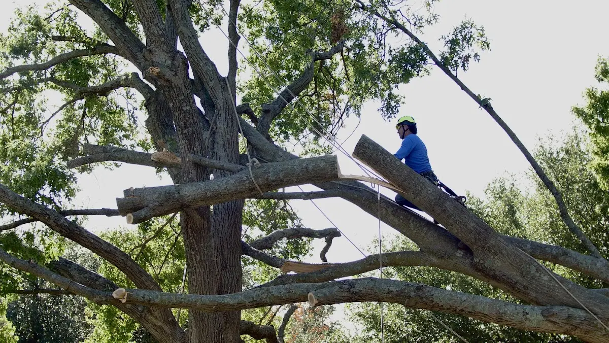 Professional Hazardous Tree Removal performed by certified arborists in Harwood
